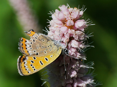 Lycaena helle