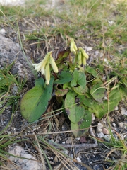 Nabalus trifoliolatus