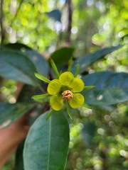 Pavonia calyculosa