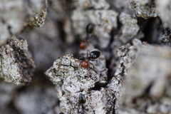 Crematogaster scutellaris