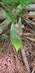 Maianthemum canadense