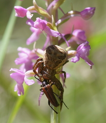 Stenurella bifasciata