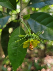 Pavonia calyculosa