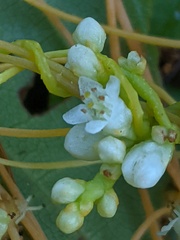 Cuscuta gronovii