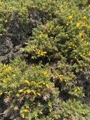 Ulex