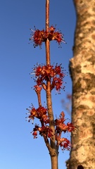 Acer pycnanthum