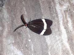 Pidorus