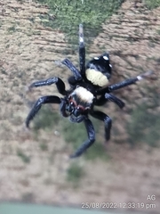 Thorelliola ensifera