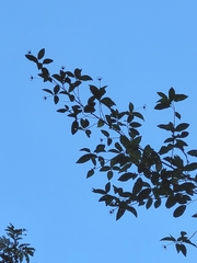 Pavonia calyculosa