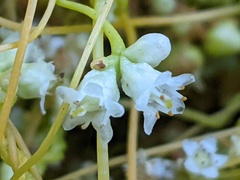 Cuscuta gronovii