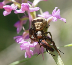 Stenurella bifasciata