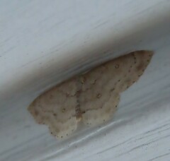 Cyclophora pendulinaria
