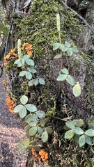 Peperomia tetraphylla
