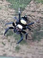 Thorelliola ensifera