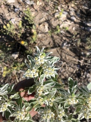 Euphorbia marginata