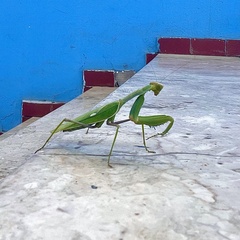 Sphodromantis viridis