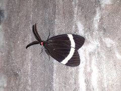 Pidorus