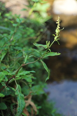 Rumex nepalensis