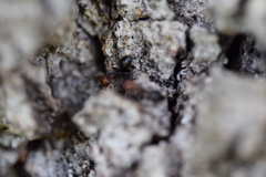 Crematogaster scutellaris