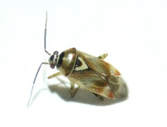 Orthops kalmii