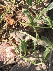 Trimerotropini