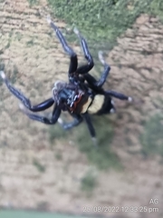 Thorelliola ensifera