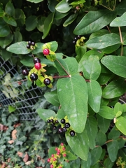 Hypericum androsaemum