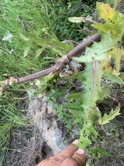 Sonchus arvensis arvensis