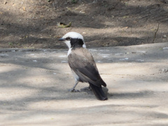 Eurocephalus ruppelli