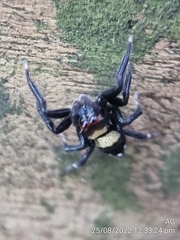 Thorelliola ensifera