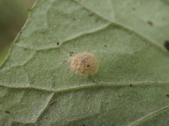 Puccinia poarum