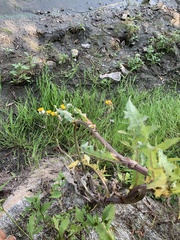 Sonchus arvensis arvensis