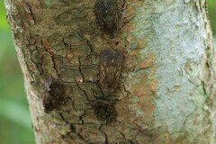 Penthicodes pulchellus