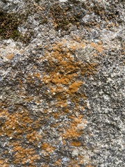 Trentepohlia