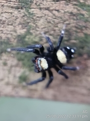 Thorelliola ensifera