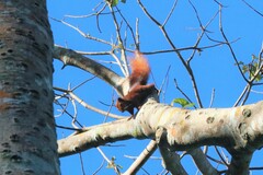 Callosciurus finlaysonii