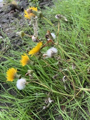 Sonchus arvensis arvensis