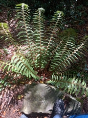 Polystichum setiferum