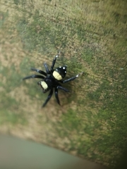 Thorelliola ensifera