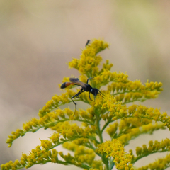 Ammophila procera