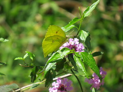 Phoebis neocypris
