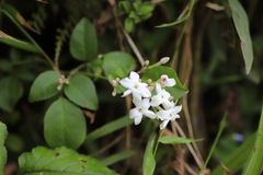 Jasminum