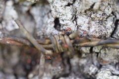 Crematogaster scutellaris
