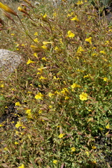 Erythranthe laciniata