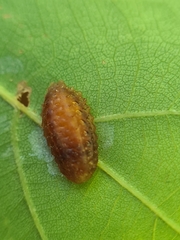 Apoda limacodes