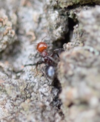 Crematogaster scutellaris