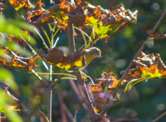 Leiothlypis ruficapilla image