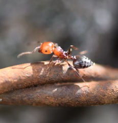 Crematogaster scutellaris