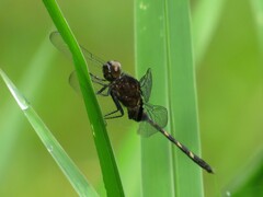 Erythemis plebeja