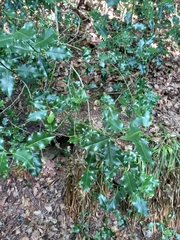 Ilex aquifolium